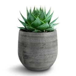 Esra Plant Pot - Mystic Grey -Plants Sale Store 138970 pot esra mystic grey 15cmx13cm