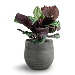 Esra Plant Pot - Mystic Grey -Plants Sale Store 138973 pot esra mystic grey 26cmx26cm