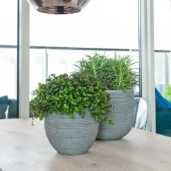 Abby Ball Plant Pot - Ridged Dark Grey -Plants Sale Store Abby Plant Pot Dark Grey Peperomia Houseplant