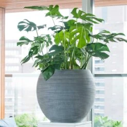 Plants Sale Store -Plants Sale Store Abby Plant Pot Ridged Dark Grey Swiss Cheese Houseplant
