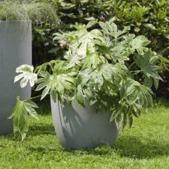 Plants Sale Store -Plants Sale Store Ace Planters Set of 3 Grey Lifestyle 001 347b2b32 9434 48db 9305 0444a5a4b826
