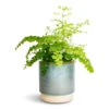 Adiantum Fragrans - Delta Maidenhair Fern -Plants Sale Store Adiantum Fragrans Delta Maidenhair Fern 13x30cm Copenhagen Plant Pot Aqua 15.5x16cm 0f36e61d dddf 4ccd a871 0cab4e6ffec6