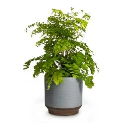 Adiantum Fragrans - Delta Maidenhair Fern -Plants Sale Store Adiantum Fragrans Delta Maidenhair Fern 13x30cm Pot Suze Blue 15x14cm