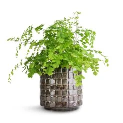 Adiantum Fragrans - Delta Maidenhair Fern -Plants Sale Store Adiantum Fragrans Delta Maidenhair Fern 13x30cm Stian Plant Pot Moss Green 16x15cm