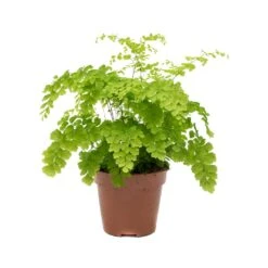 Adiantum Fragrans - Delta Maidenhair Fern -Plants Sale Store Adiantum Fragrans Delta Maidenhair Fern