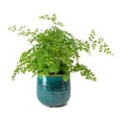 Adiantum Fragrans - Delta Maidenhair Fern -Plants Sale Store Adiantum Fragrans Delta Maidenhair Fern Iris Turquoise Plant Pot