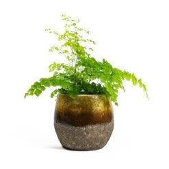 Adiantum Fragrans - Delta Maidenhair Fern -Plants Sale Store Adiantum Fragrans Delta Maidenhair Fern Lindy Plant Pot Ochre 5d518b23 6beb 426b 86b6 0043681e56a8