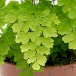Plants Sale Store -Plants Sale Store Adiantum Fragrans Delta Maidenhair Fern leaves