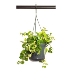 Plants Sale Store -Plants Sale Store Aeschynanthus Pink Polka Lipstick Plant 15cm