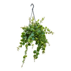 Aeschynanthus Pink Polka - Lipstick Plant -Plants Sale Store Aeschynanthus Pink Polka Lipstick Plant