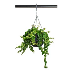 Aeschynanthus Rasta - Lipstick Plant -Plants Sale Store Aeschynanthus Rasta Lipstick Plant 15cm