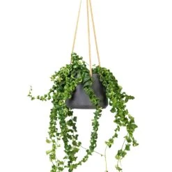 Patt Hanging Plant Pot - Black Washed -Plants Sale Store Aeschynanthus Rasta Lipstick Plant 15x40cm Patt Hanging Plant Pot Black Washed 20x17cm f6089cf4 a50d 4baf b1b2 c85c694b1977