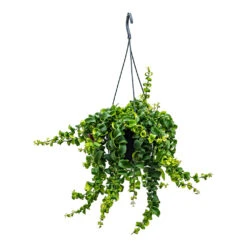 Aeschynanthus Rasta - Lipstick Plant -Plants Sale Store Aeschynanthus Rasta Lipstick Plant