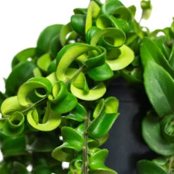 Aeschynanthus Rasta - Lipstick Plant -Plants Sale Store Aeschynanthus Rasta Lipstick Plant Close Up