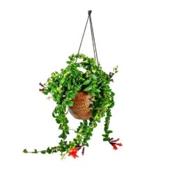 Mya Hanging Planter - Shiny Mocha -Plants Sale Store Aeschynanthus Rasta Lipstick Plant Mya Hanging Planter Shiny Mocha 021dd599 e96a 4584 a075 46b15cd42646