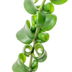 Aeschynanthus Rasta - Lipstick Plant -Plants Sale Store Aeschynanthus Rasta Lipstick Plant SWATCH 2