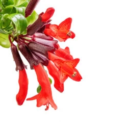 Plants Sale Store -Plants Sale Store Aeschynanthus Rasta Lipstick Plant SWATCH