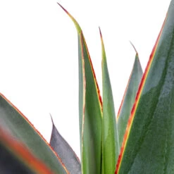 Agave Shaka Zulu -Plants Sale Store Agave Shaka Zulu 15x25cm 2