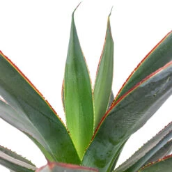 Plants Sale Store -Plants Sale Store Agave Shaka Zulu 15x25cm
