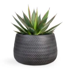 Agave Shaka Zulu -Plants Sale Store Agave Shaka Zulu 15x25cm Angle Darcy Plant Pot Anthracite 24x16cm 127ac9dd 3d6f 4c51 a227 021b24db930a