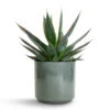 Agave Shaka Zulu -Plants Sale Store Agave Shaka Zulu 15x25cm Remmi Glaze Plant Pot Green 16x16cm 3eb7ebe8 f1df 4159 aa93 238dd066805c