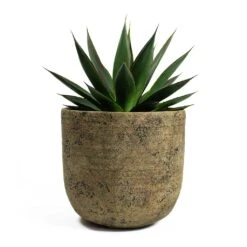 Agave Shaka Zulu -Plants Sale Store Agave Shaka Zulu Dian Plant Pot Camel