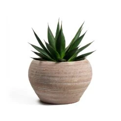 Agave Shaka Zulu -Plants Sale Store Agave Shaka Zulu Ina Plant Pot Terracotta