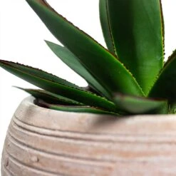 Agave Shaka Zulu -Plants Sale Store Agave Shaka Zulu Ina Plant Pot Terracotta Close Up