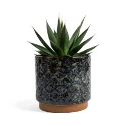Agave Shaka Zulu -Plants Sale Store Agave Shaka Zulu Mees Plant Pot Vintage Black