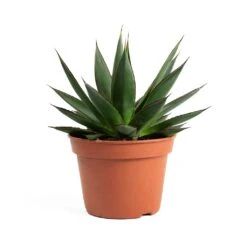 Agave Shaka Zulu -Plants Sale Store Agave Shaka Zulu 337c8064 5f50 4416 b377 d0268833ee72