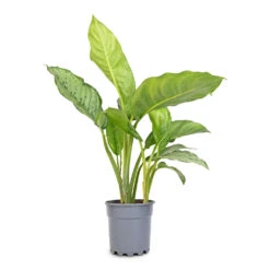 Aglaonema B.J. Freedman - Chinese Evergreen -Plants Sale Store Aglaonema B.J. Freedman Chinese Evergreen 17x70cm