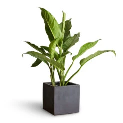 Aglaonema B.J. Freedman - Chinese Evergreen -Plants Sale Store Aglaonema B.J. Freedman Chinese Evergreen 17x70cm Fleur Natural Planter Black 20x20x20cm 3 fbbff832 6812 4cc3 9002 a16b6786827c