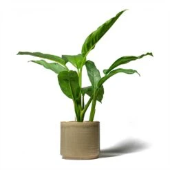 Aglaonema B.J. Freedman - Chinese Evergreen -Plants Sale Store Aglaonema B.J. Freedman Chinese Evergreen 17x70cm Jordy Plant Pot Pebble 20x18cm