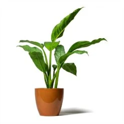 Aglaonema B.J. Freedman - Chinese Evergreen -Plants Sale Store Aglaonema B.J. Freedman Chinese Evergreen 17x70cm Sven Plant Pot Mandarin 20x19cm