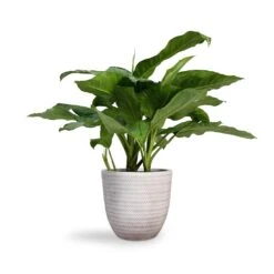 Aglaonema B.J. Freedman - Chinese Evergreen -Plants Sale Store Aglaonema B.J. Freedman Chinese Evergreen 24x80cm Angle Couple Plant Pot White 30x28cm