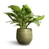 Aglaonema B.J. Freedman - Chinese Evergreen -Plants Sale Store Aglaonema B.J. Freedman Chinese Evergreen 24x80cm Lydia Plant Pot Shiny Green 36x32cm 38164912 1613 438a a77a 23a8fe7e3ddb