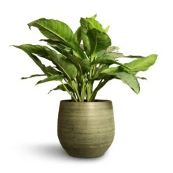 Aglaonema B.J. Freedman - Chinese Evergreen