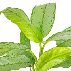 Plants Sale Store -Plants Sale Store Aglaonema B.J. Freedman Chinese Evergreen SWATCH