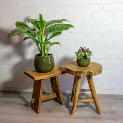 Aglaonema B.J. Freedman - Chinese Evergreen -Plants Sale Store Aglaonema B.J. Freedman Chinese Evergreen Tradescantia zebrina Inch Plant mischa green plant pot 978aeab7 66d3 4e76 9063 d1fb6b96dae6