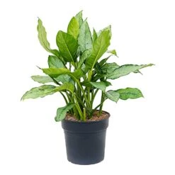 Aglaonema B.J. Freedman - Chinese Evergreen -Plants Sale Store Aglaonema BJ Freedman Chinese Evergreen Large