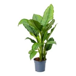 Aglaonema B.J. Freedman - Chinese Evergreen -Plants Sale Store Aglaonema BJ Freedman Chinese Evergreen Small