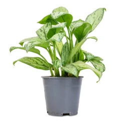 Aglaonema Christina - Chinese Evergreen -Plants Sale Store Aglaonema Christina Chinese Evergreen 14x35cm
