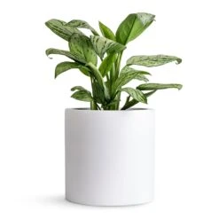 Puk Essentials Planter - Matt White -Plants Sale Store Aglaonema Christina Chinese Evergreen 14x35cm Puk Planter Matt White 20x20cm 80db27b0 006a 484a a301 31a752032fd8