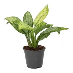 Aglaonema Christina - Chinese Evergreen -Plants Sale Store Aglaonema Christina Chinese Evergreen