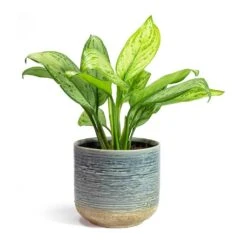 Aglaonema Christina - Chinese Evergreen -Plants Sale Store Aglaonema Christina Chinese Evergreen Issa Plant Pot Light Blue
