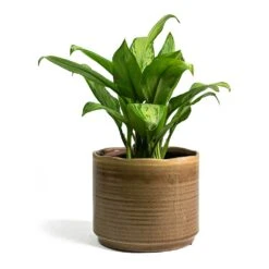 Aglaonema Christina - Chinese Evergreen -Plants Sale Store Aglaonema Christina Chinese Evergreen Jordy Plant Pot Grey