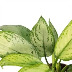 Plants Sale Store -Plants Sale Store Aglaonema Christina Chinese Evergreen Leaves