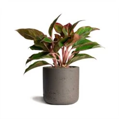 Aglaonema Crete - Chinese Evergreen 24 Aglaonema Crete - Chinese Evergreen -Plants Sale Store Aglaonema Crete Chinese Evergreen 12x25cm Charlie Plant Pot Ash Brown 15x15cm