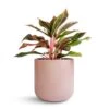 Aglaonema Crete - Chinese Evergreen -Plants Sale Store Aglaonema Crete Chinese Evergreen 12x25cm Lisbon Plant Pot Pink Clay 15x15cm