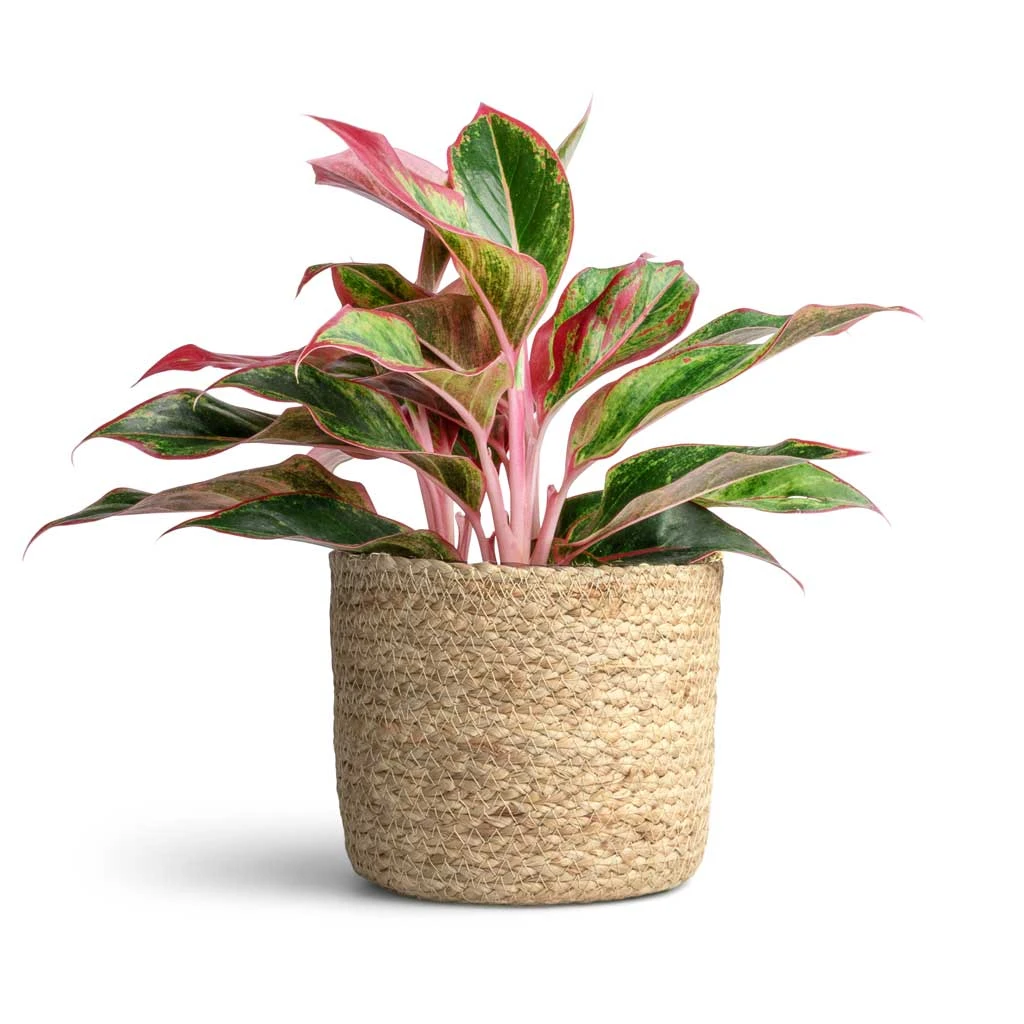 Aglaonema Crete - Chinese Evergreen 7 Aglaonema Crete - Chinese Evergreen - Image 5